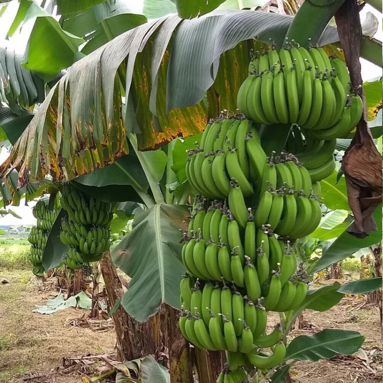 نهال موز سردسیری و گرمسیری - افرا نهال