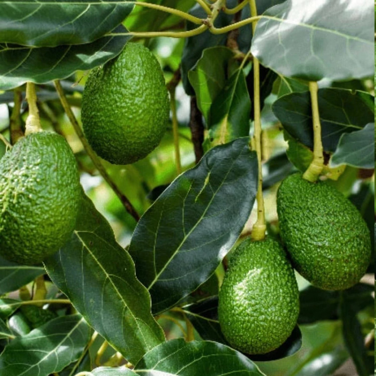 نهال آووکادو بیکن پیوندی - افرا نهال
