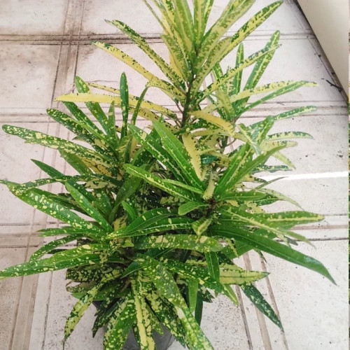 نهال اکوبا کروتن - افرا نهال