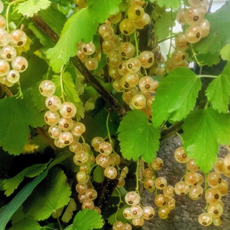 نهال انگور نروژی درختی سفید - افرا نهال