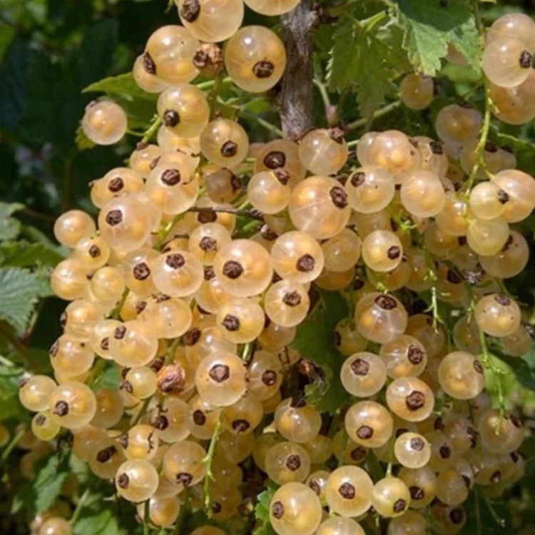 نهال انگور نروژی درختی سفید - افرا نهال