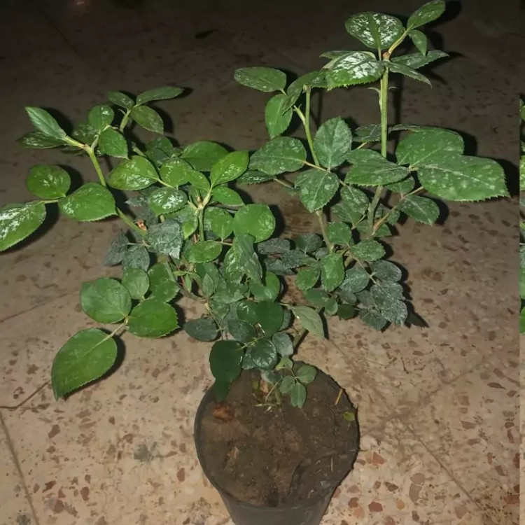 نهال رز پشت نقره - افرا نهال