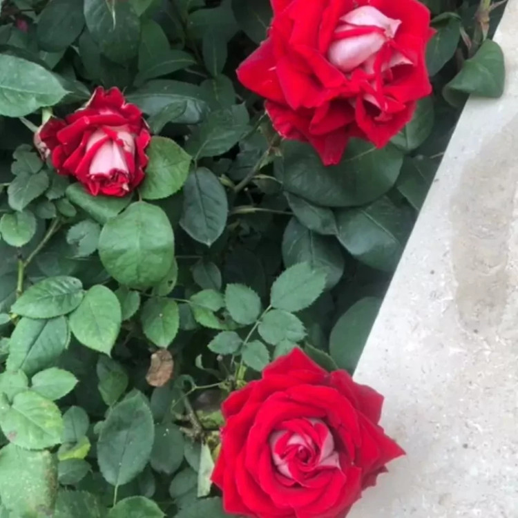 نهال رز پشت نقره - افرا نهال