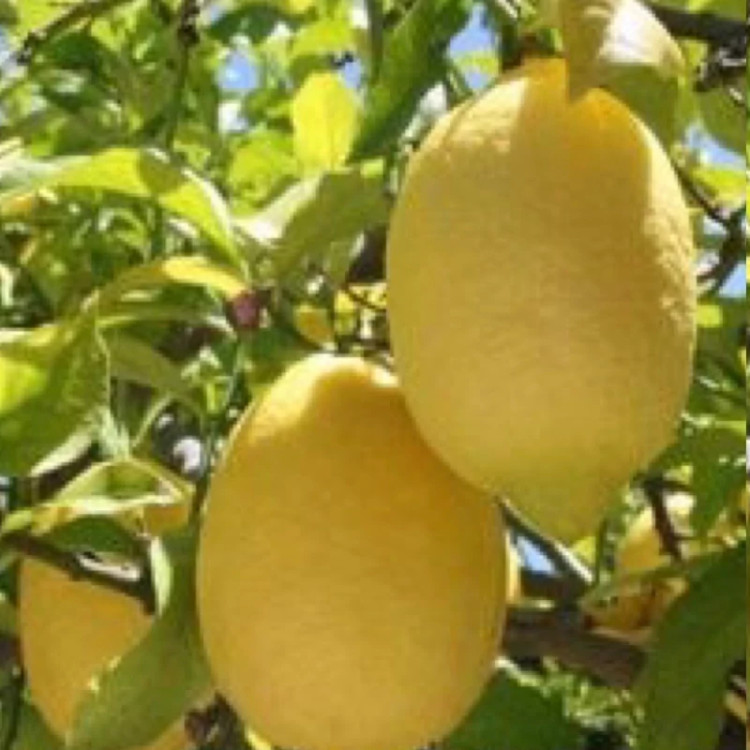 نهال لیمو ترس سنگی - افرا نهال
