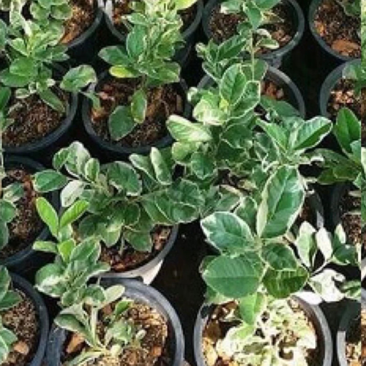 نهال لیمو ترش خونی ابلق - افرا نهال