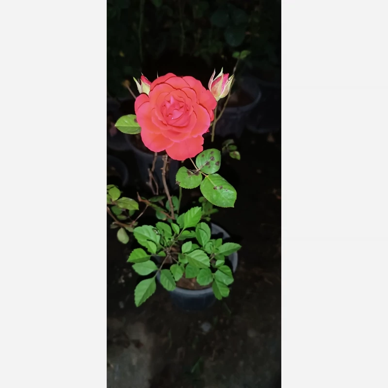 دو عدد رز نارنجی و زرد