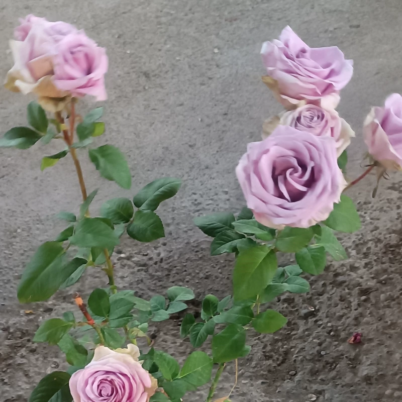 نهال گل رز یاسی
