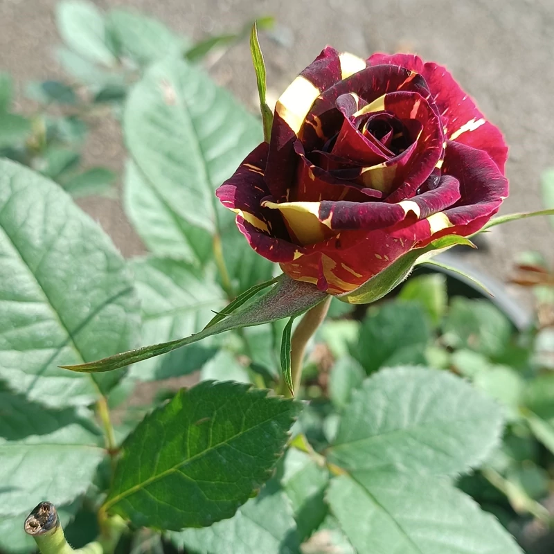 نهال گل رز شهابی