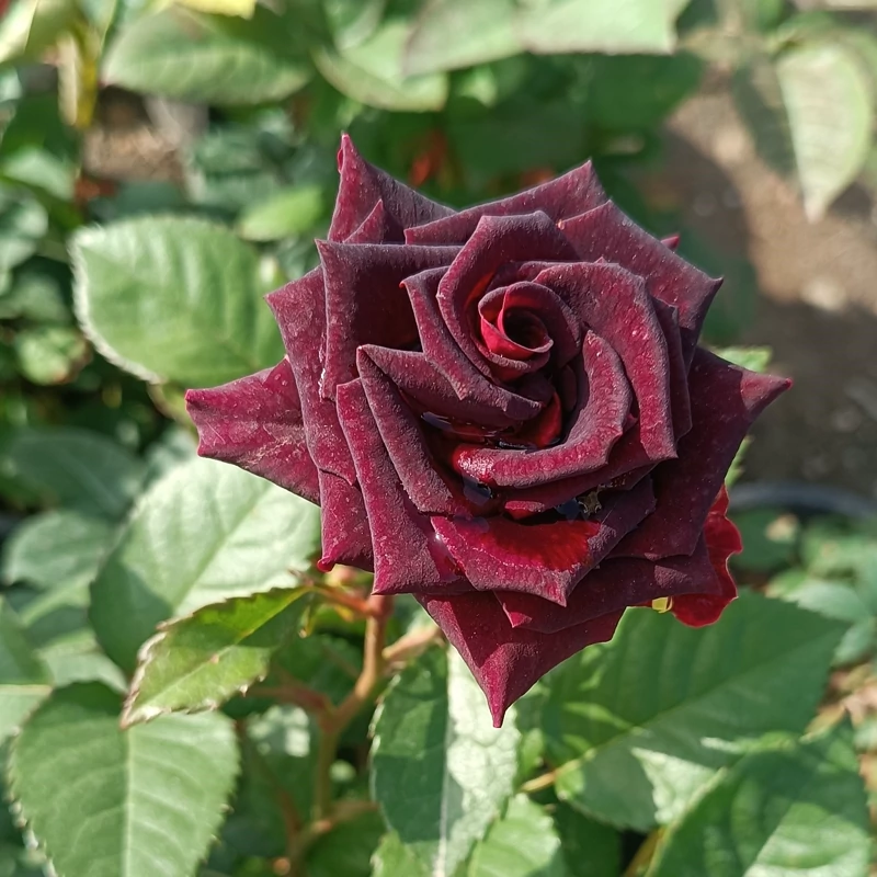 نهال گل رز مشکی مخملی