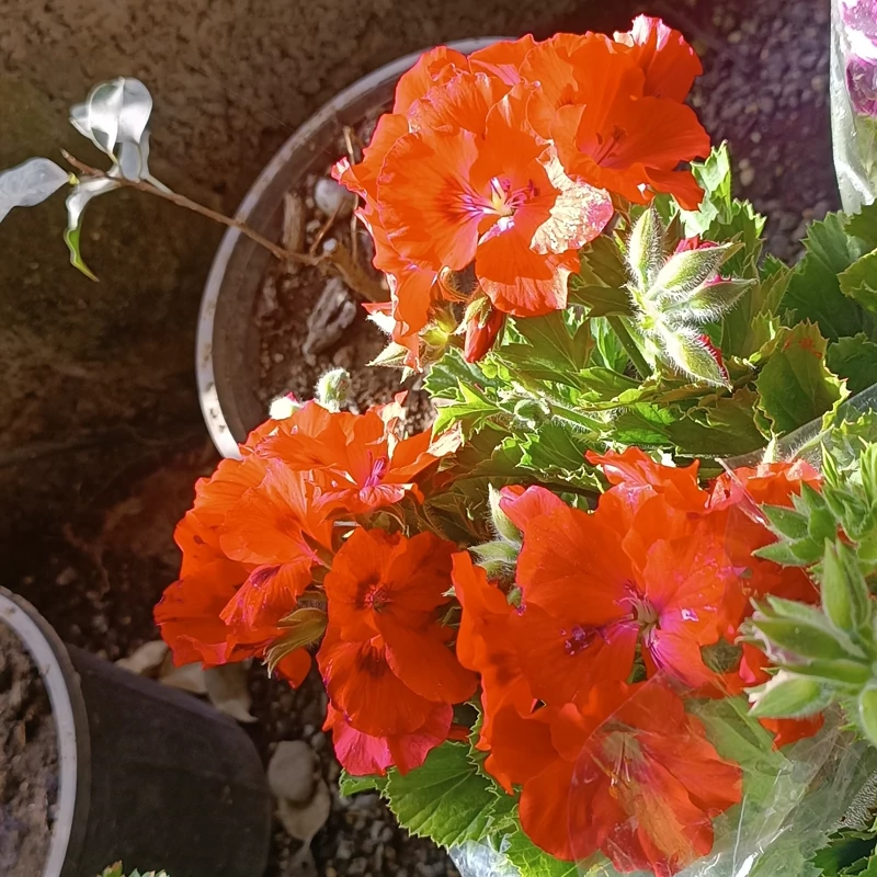 نهال گل شمعدونی نارنجی
