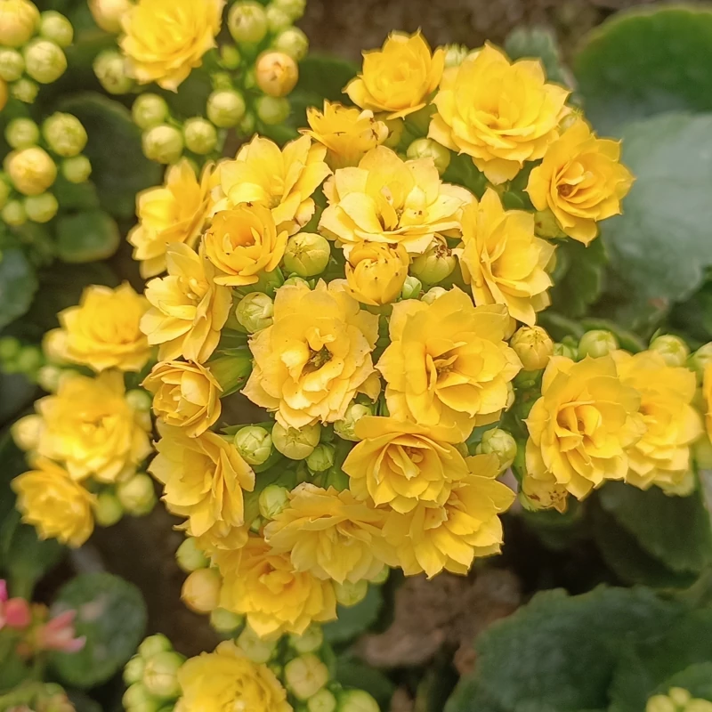 نهال گل کالانکوئه زرد