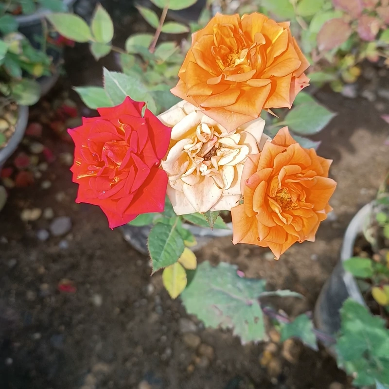 نهال رز سه رنگ