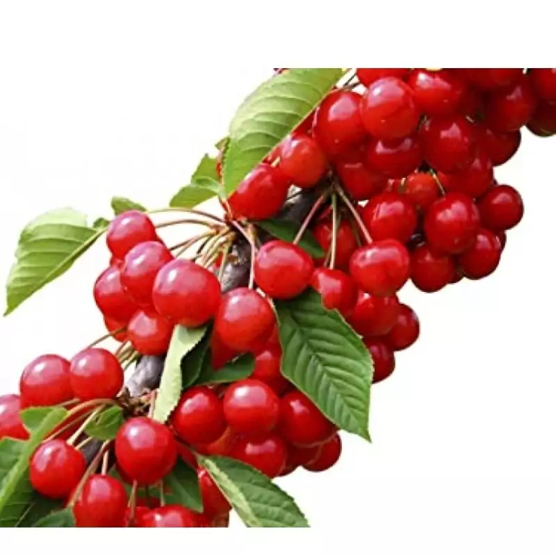 نهال گیلاس شمالی