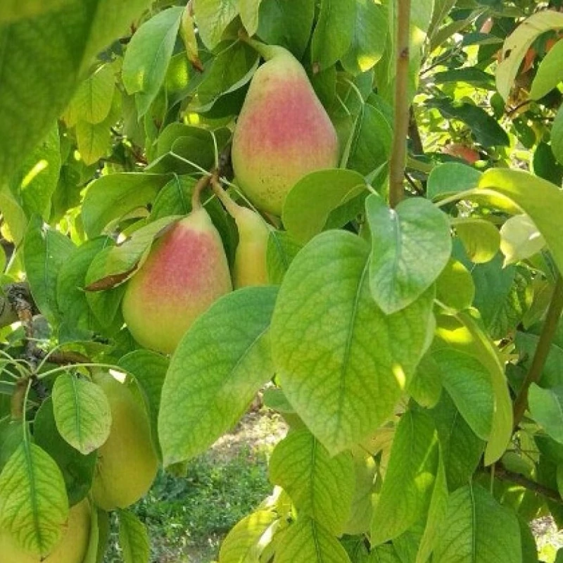 نهال گلابی مشو