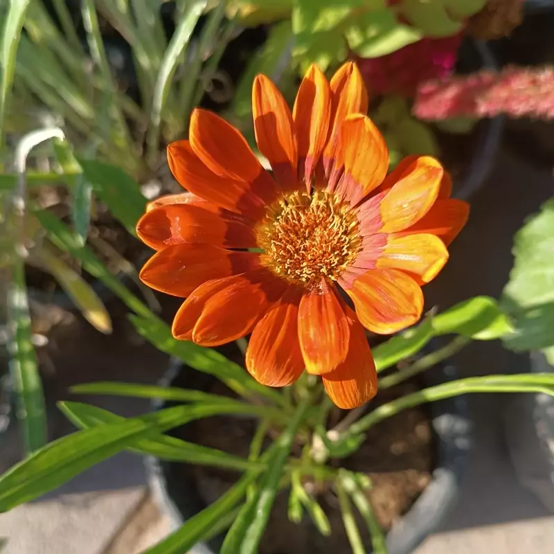 نهال ژروزا  نارنجی