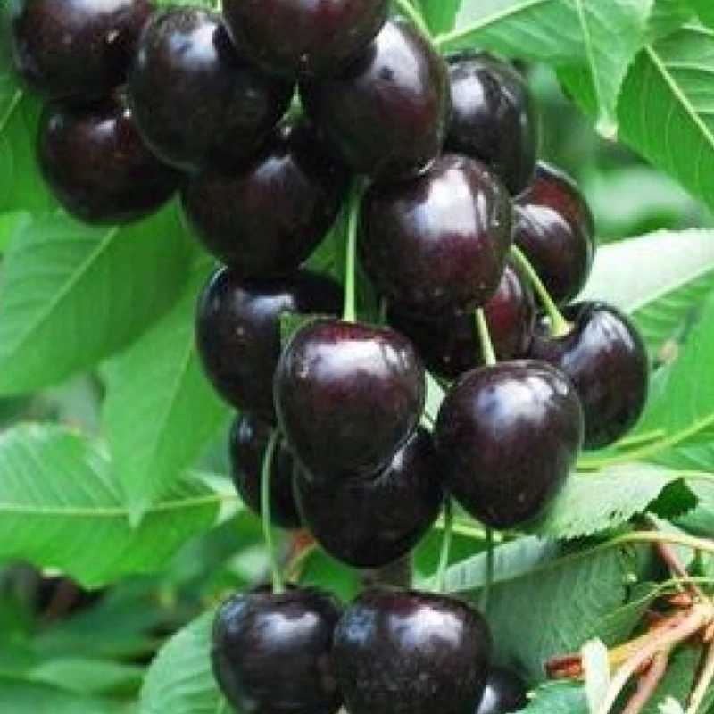 نهال گیلاس تکدانه
