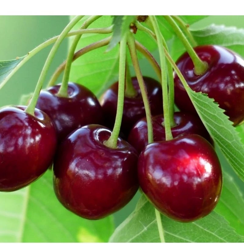 نهال گیلاس