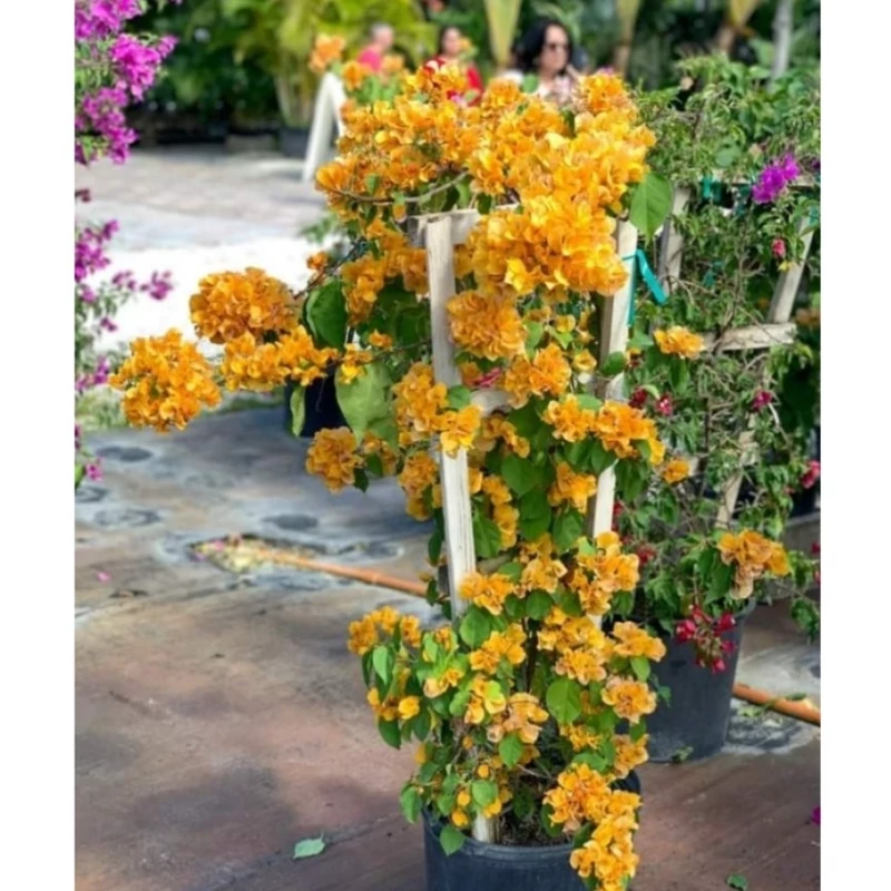 نهال گل کاغذی نارنجی