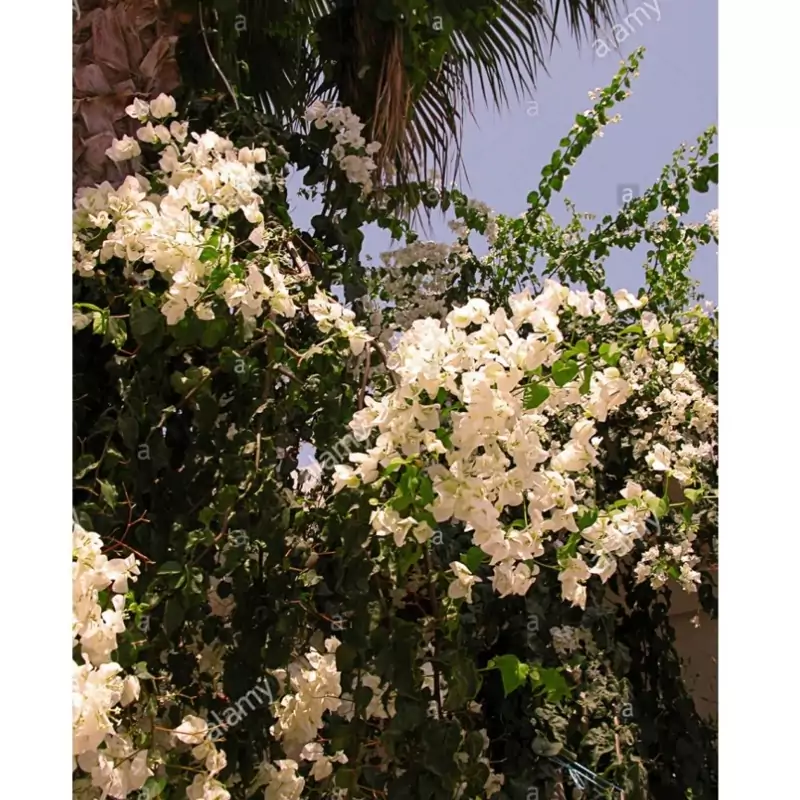 نهال گل کاغذی سفید