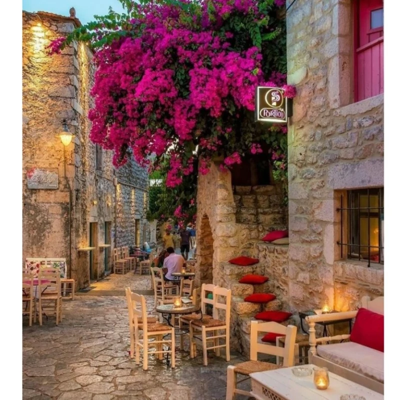 نهال گل کاغذی سرخ آبی