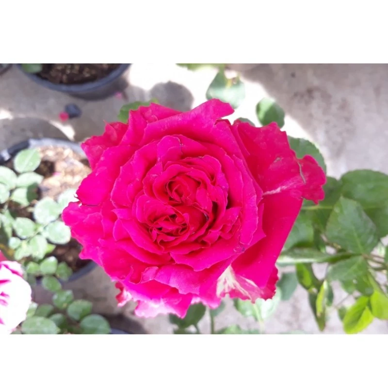 نهال گل رز صورتی فر هلندی