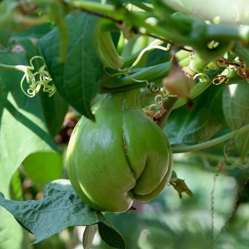 نهال کدو دائمی چایوت