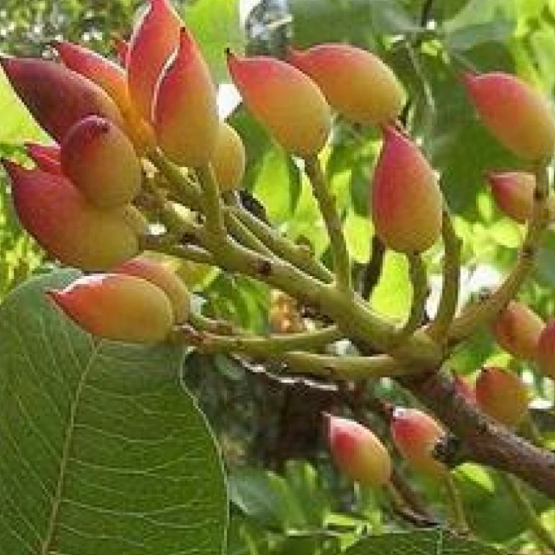 نهال پسته