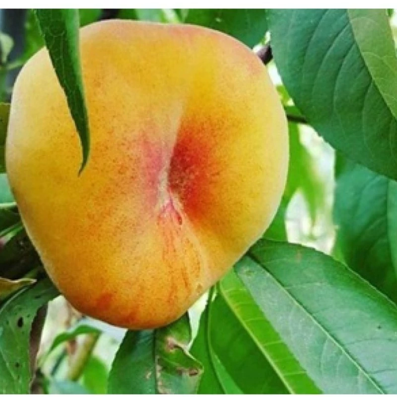 نهال هلو انجیری طلایی