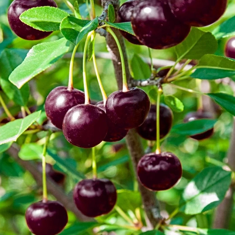 نهال آلبالو اسرائیلی