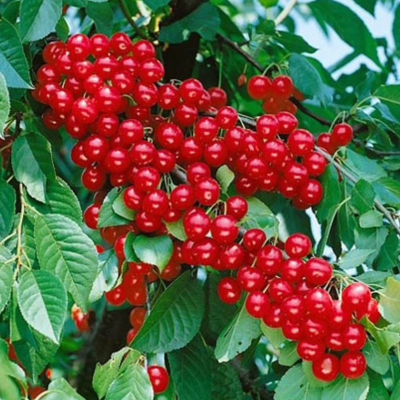 نهال آلبالو  گیسی