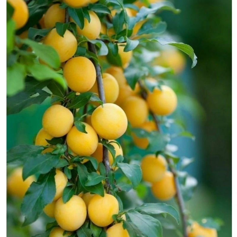 نهال آلو گلدن امریکایی