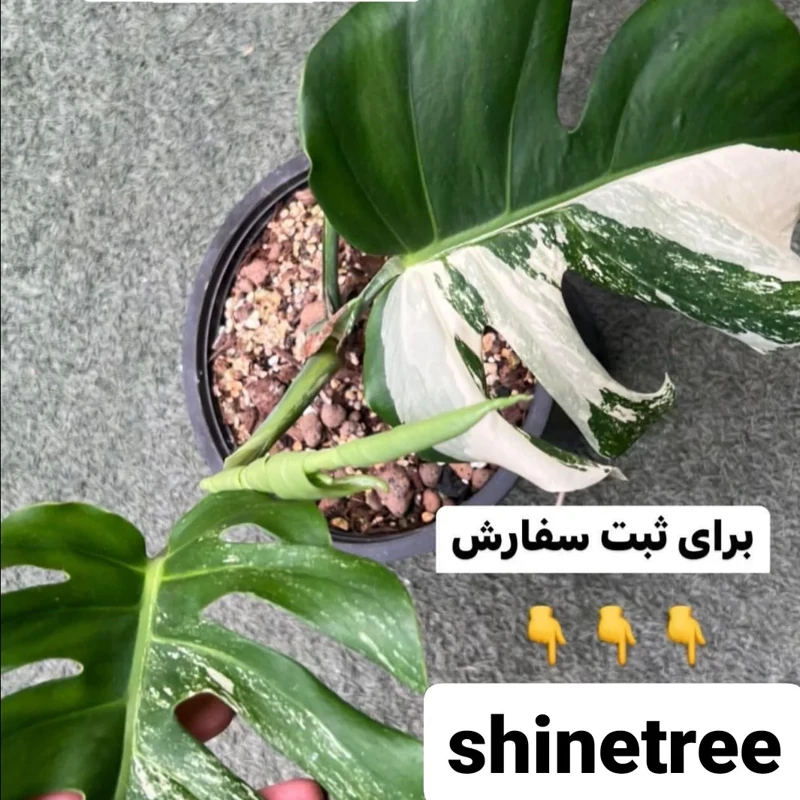 نهال گل مانسترا ابلق