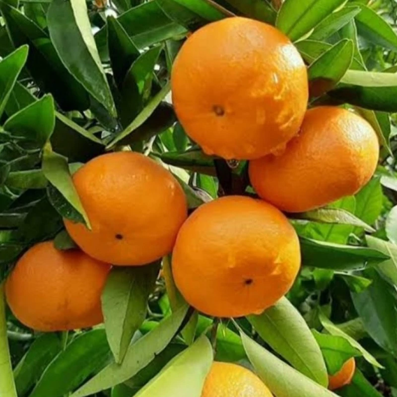 نهال نارنگی پچ پاکوتاه