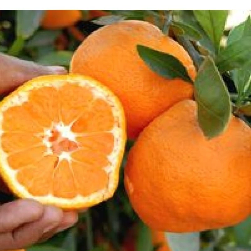 نهال نارنگی ایشیکاوا پاکوتاه