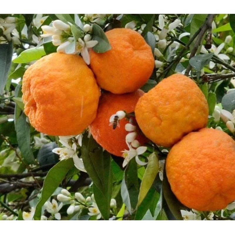 نهال نارنج شیرین چین