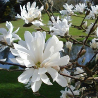 نهال مگنولیا سفید ستاره ای