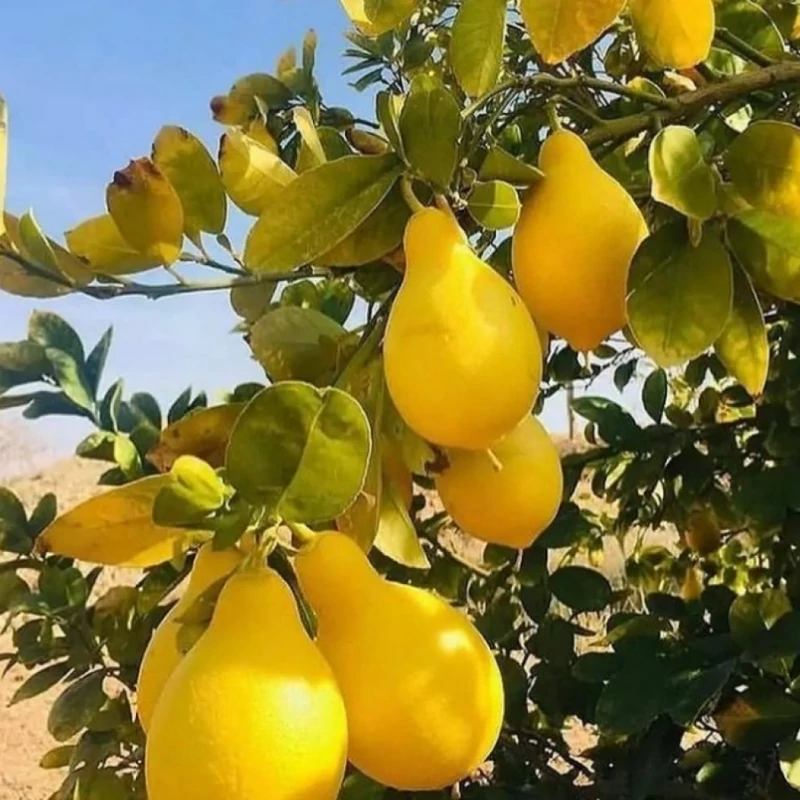 نهال لیمو ترش گلابی