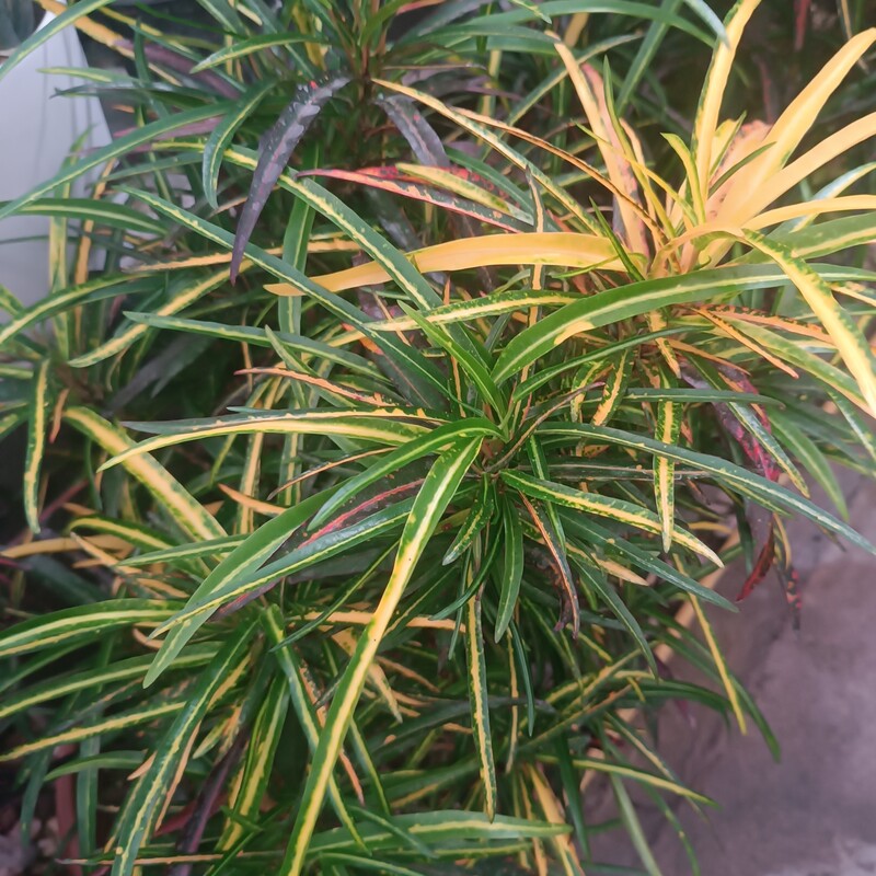 نهال کروتن میله ای نارنجی
