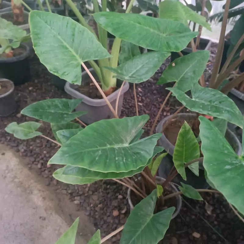 نهال بابا ادم تنه قرمز