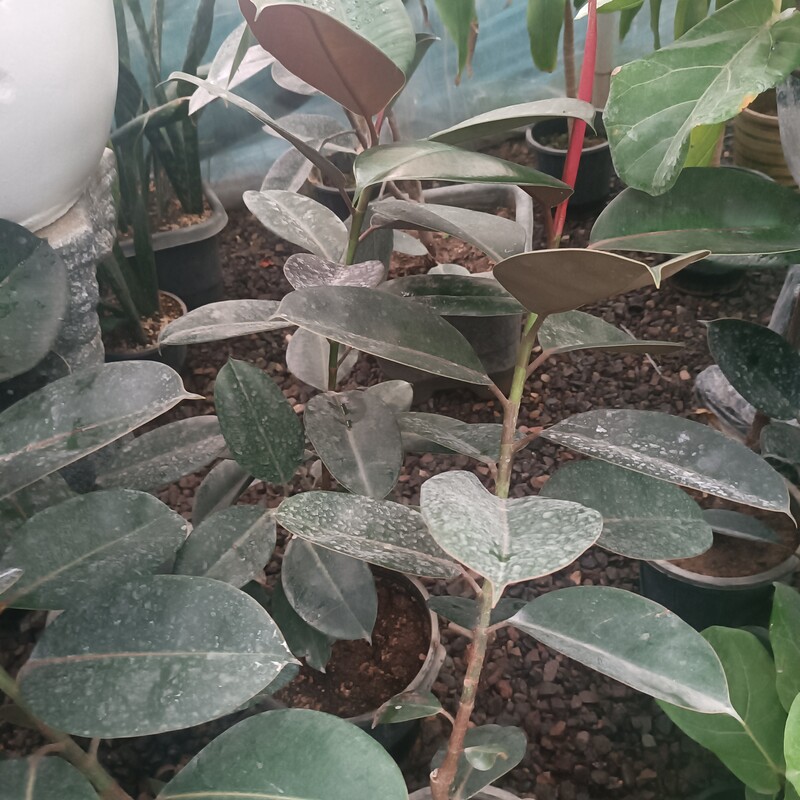 نهال فیکوس سیاه