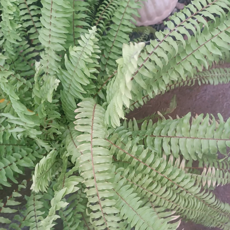 نهال سرخس