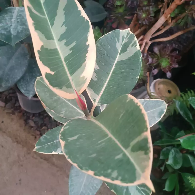 نهال فیکوس ابلغ