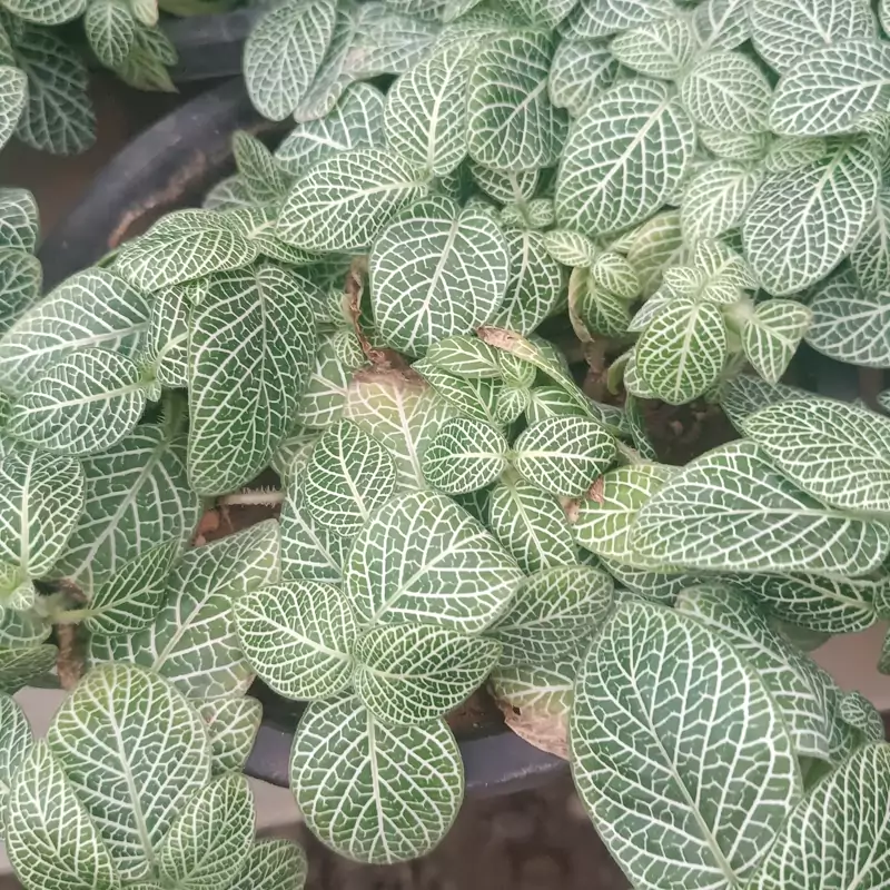 نهال گل سنگی ابلغ