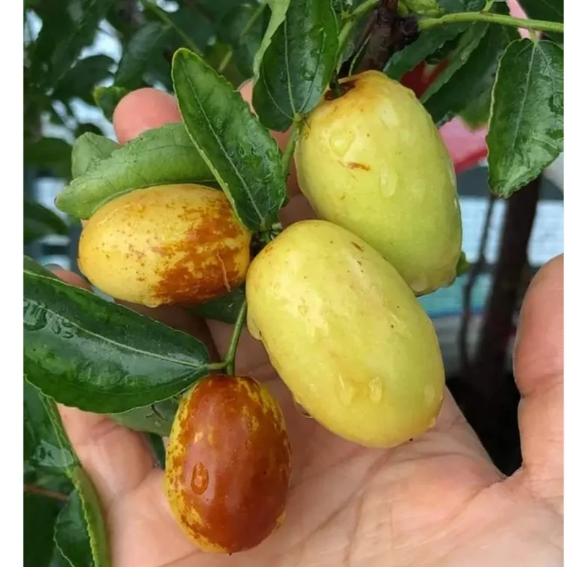 نهال عناب سردسیر پیوندی درشت