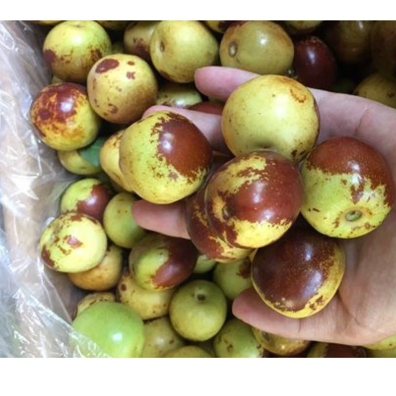 نهال عناب سیبی غول آسا سردسیر پیوندی