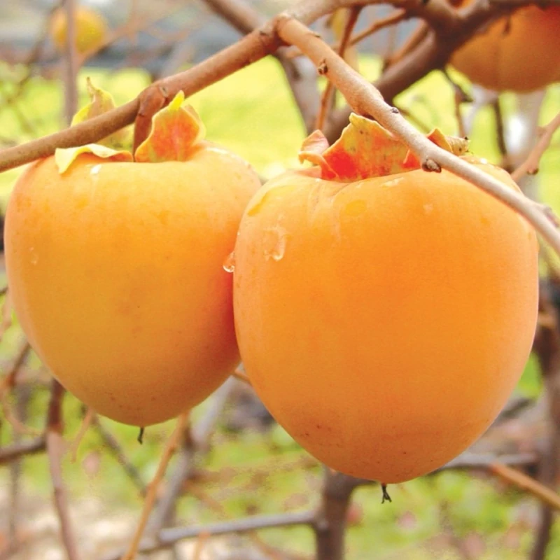 نهال خرمالو چینی بدون گس
