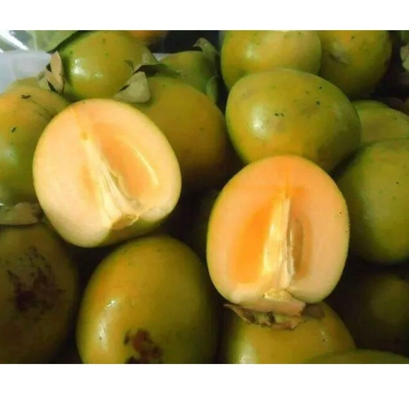 نهال خرمالو سبز ژاپنی