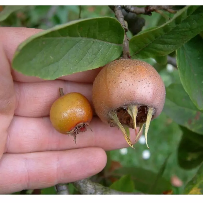 نهال ازگیل عسلی درشت