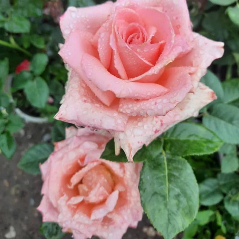 نهال گل رز  دو رنگ هلندی صورتی
