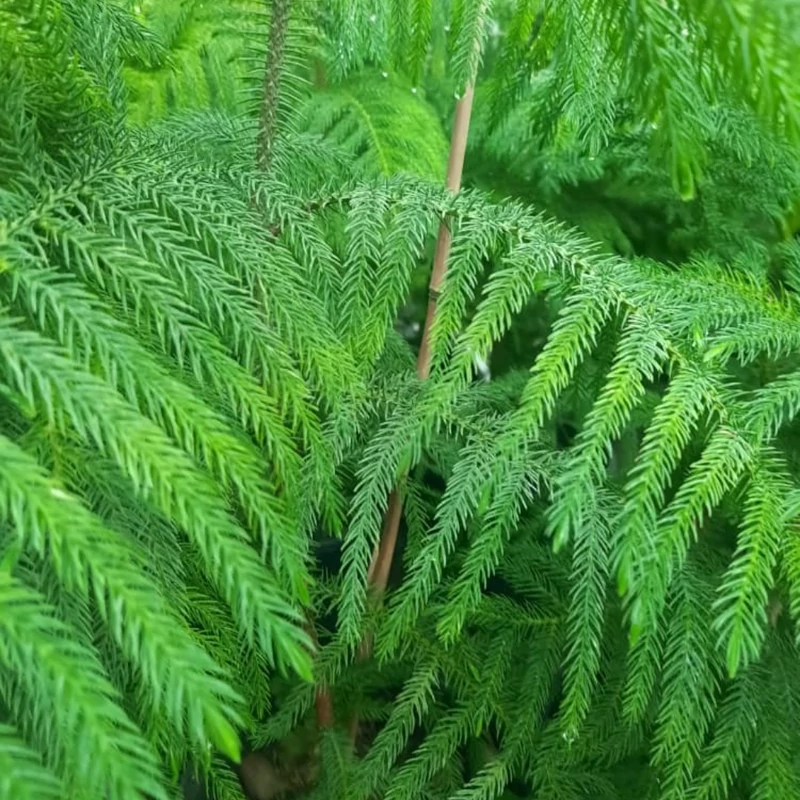نهال کاج مطبغ
